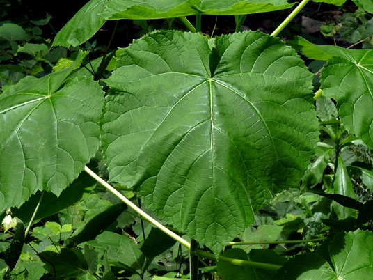 {Paulownia tomentosa}